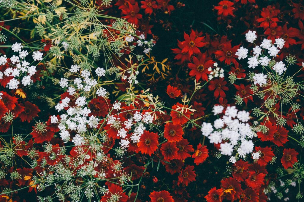 Christmas flower decoration featuring multicoloured flowers and foliage.