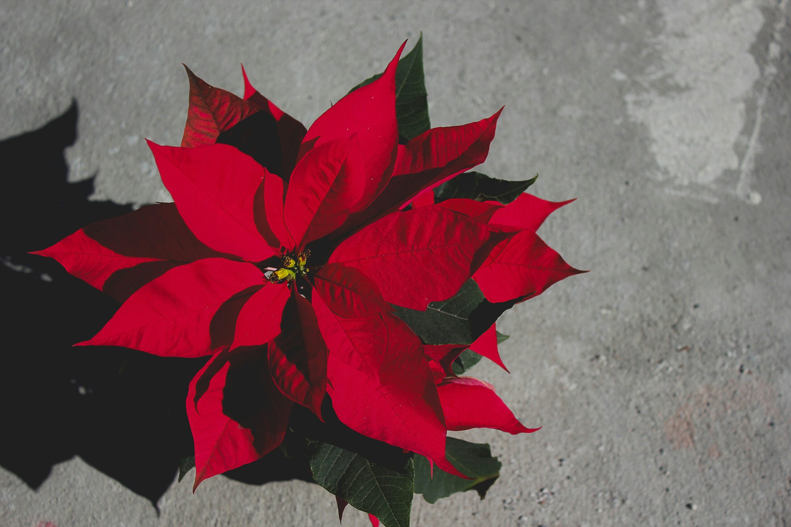 A red poinsettia, which is popularly known as the Christmas flower.